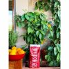 Grãos de Café Mokaflor Rossa - Aroma intenso para um café perfeito. Compre online e surpreenda-se!